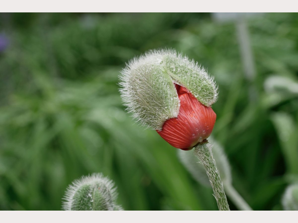 Der Mohn blüht auf